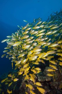 Shoal of bigeye snapper and five-striped snapper