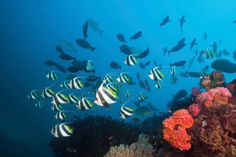 Shoal of common bannerfish