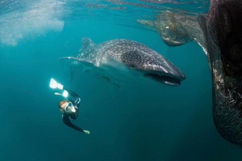 Whale shark