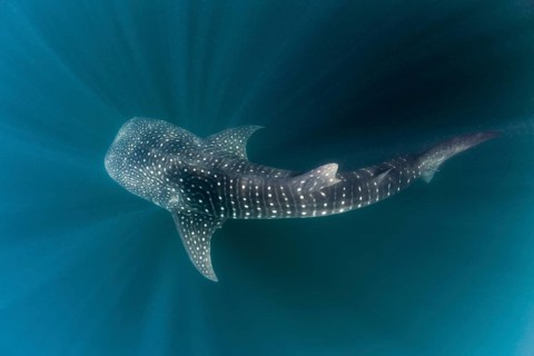 Whale shark