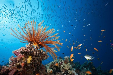 Reef with feather star and coral fish
