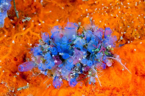 Blue sea squirts