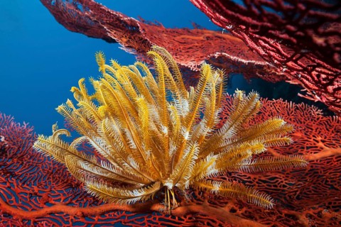 Yellow feather star on gorgonian