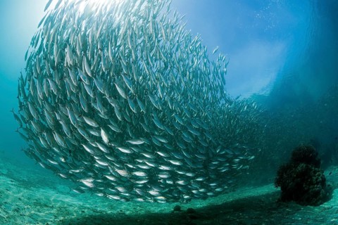 Shoal of ox-eye mackerel