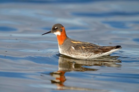 Red-necked Phalarope