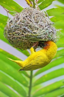 Eastern Golden Weaver
