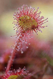 Common sundew