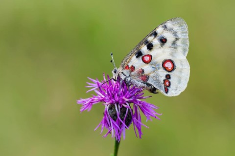 Red Apollo butterfly female