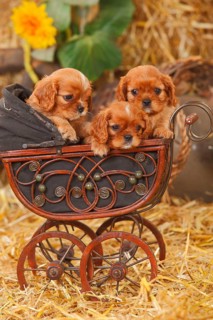 Cavalier King Charles Spaniel