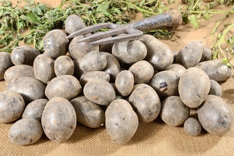 Potatoes