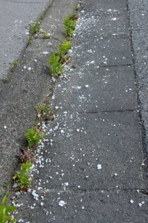 Weed control with road salt