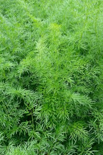 Asafoetida
