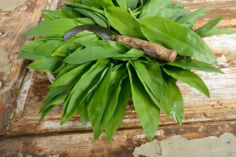 Ramsons