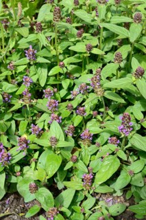 Prunella vulgaris