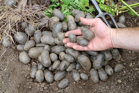 Potatoes