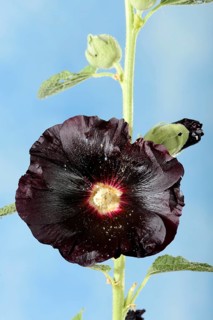 Alcea rosea nigra