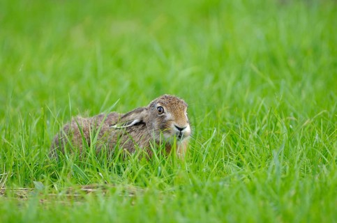 European brown hare