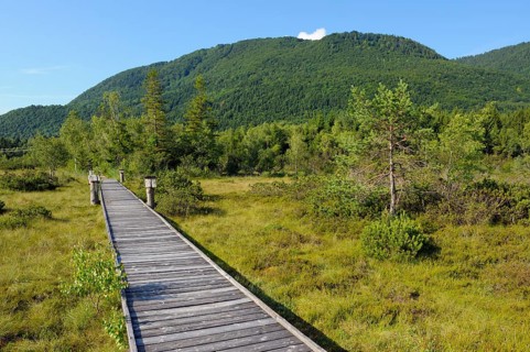 Moor landscape
