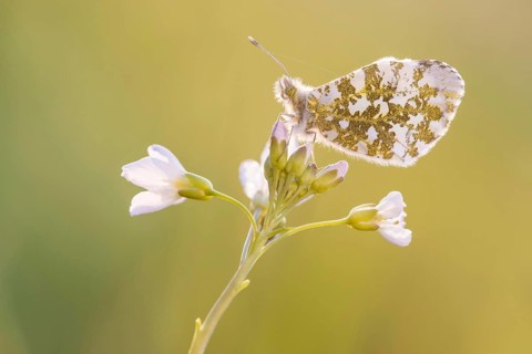 Aurora butterfly in a meadow cuckoo flower at sunset