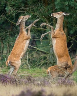 Red deer