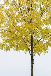 Pecantree