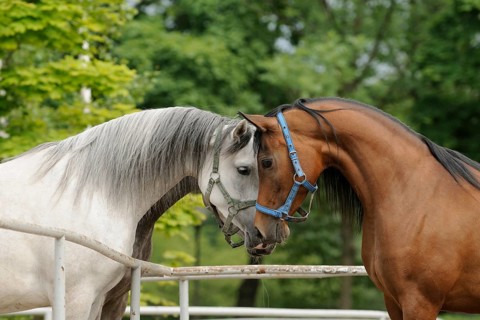 Arabian thoroughbred