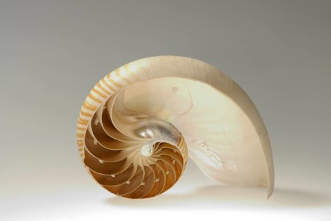 Nautilus