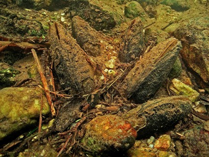 Freshwater pearl mussel