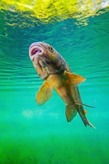 Common bream