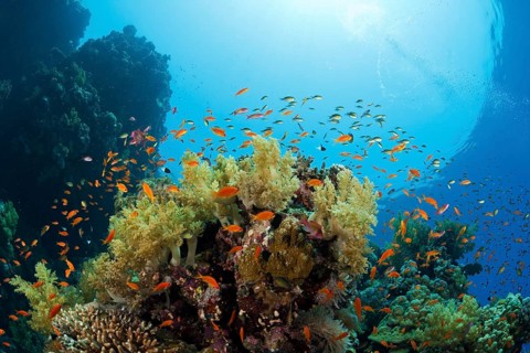 Harem flagfish on the reef