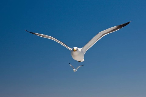 Kelp Gull
