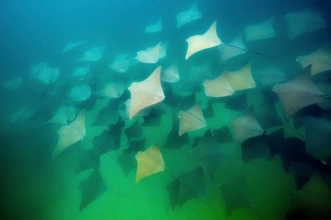 School of the Pacific nose ray