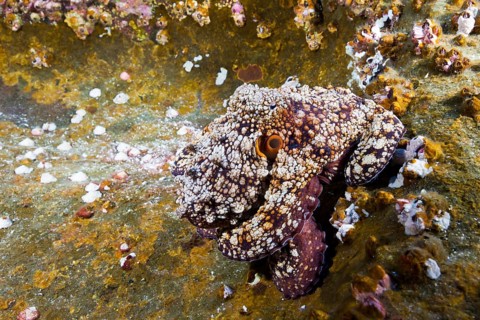 Common Octopus
