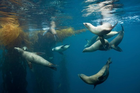 California sea lions