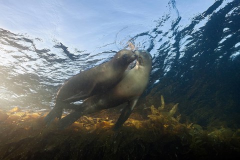 California sea lions