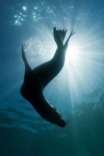 California sea lion
