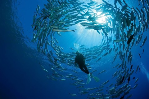 Diver and shoal of bigeye stingrays