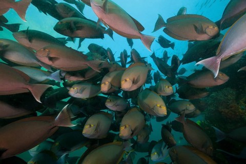 Shoal of grey surgeonfish