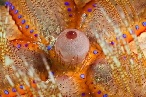 Detail of a fire starfish