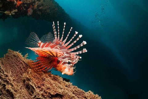 Zebra turkeyfish