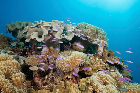 Whitleys flagfish