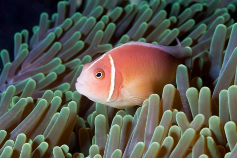 Pink skunk clownfish