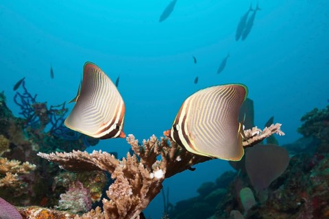 Pair
