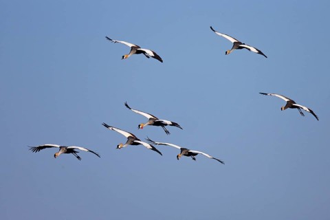 Black crowned cranes
