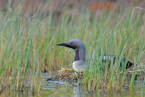 Black-throated loon
