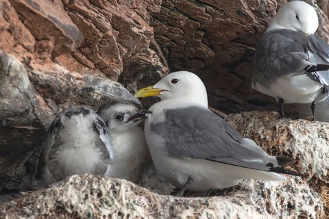 Kittiwake