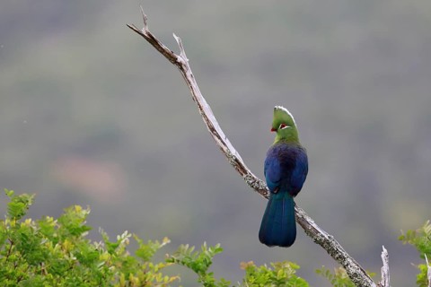 Knysna Turaco