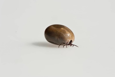 Wood tick