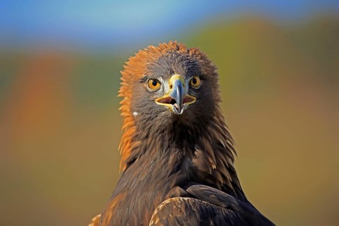 Golden eagle