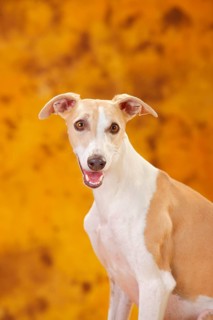 Whippet